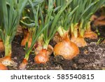 Onion Plantation In The...