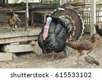 Male Turkey Spreading His...