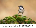 Small Songbird. Nature...