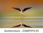 A water bird landing on water....
