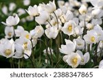 Delicate white wood anemone in...