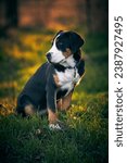 Small photo of Greater swiss mountain dog Nea