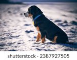 Small photo of Greater swiss mountain dog Nea