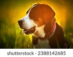 Small photo of Greater swiss mountain dog Nea