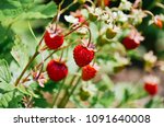 Wild Ripe Strawberry  Fragaria...