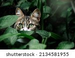 Cute predator among jungles. Beutiful cat with green eyes hides in green leaves in the garden