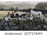Small photo of South Dartmoor Spring. Horses and cattle eating hay from metal hayrick in a field.