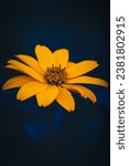 Small photo of Close up of a blooming yellow Coreopsis(Coreopsis verticillata) in a garden against dark, moody blue background