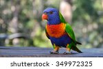 Rainbow Lorikeet in Australia
