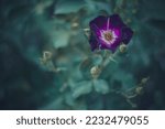 Blur background  dark flower....