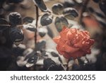 Blur background  dark flower....