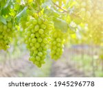 Small photo of Ripe green grape in vineyard. Grapes green taste sweet growing natural. Green grape on the vine in garden