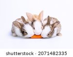 Group Of Lovely Bunny Easter...