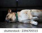 Small photo of Sleepy Brown and White Mutt Pet Dog Laying Down and Resting with Paws up on Hardwood Floor