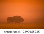 European bison at sunrise  ...