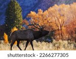 Bull elk bugling, Mammoth Hot Springs