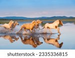 Small photo of Galloping horses galloping on the grassland wetlands of Inner Mongolia in summer