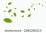 Flying leaves isolated on a...
