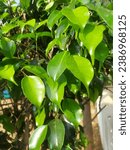 Small photo of Weeping Fig, weeping laurel, or ficus benjamina leaves with sunrise lighting.
