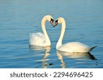 Two swans swim in the Danube. They make a heart shape with their necks. Nice day for happy couple on the river.