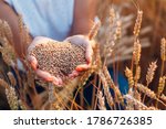 Woman hands full of ripe wheat seeds in cereal field ready for the harvest.