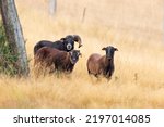 Domesticated Mouflon Wild Sheep ...