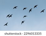 Flock of birds flying in the...