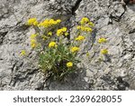Blooming Golden Alison
(Aurinia saxatilis) on the rock
