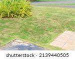 Small photo of Dead grass of the nature background. a patch is caused by the destruction of fungus. Rhizoctonia Solani grass leaf change from green to dead brown in a circle lawn texture background dead dry grass.