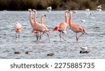 Small photo of This afternoon we went to the Flamingos in the Zwillbrocker venn.