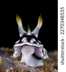 Small photo of Underwater macro photography of sea slugs, nudibranchs and small animals living under the sea.