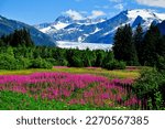  Scenery, Mountains, Lupines, Alaska, Trees, Shrubs - Rare Gallery HD Wallpaper