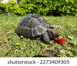 A Beautiful Turtle With A Large ...