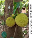 Two months old jack fruit