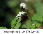 Small photo of Heliotropium indicum, commonly known as Indian heliotrope, Indian turnsole is an annual, hirsute plant that is a common weed in waste places and settled areas.