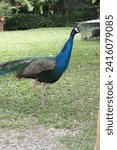 Small photo of A beautiful picture of a peacock. Peacock is a very beautiful bird among birds. Male peacocks look very beautiful.