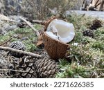Small photo of Coconut and cones? Combine the incongruous, that's your highlight.