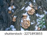 Oyster mushrooms grown on a dead tree surrounded by snow, creeping mint, and moss