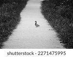 Lone Duck On A Forest Trail