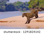 Jaguar  Panthera Onca  Female ...