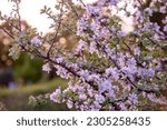 The pink apple blossoms have bloomed in spring under the evening sun. Blooming apple trees. Pear blossoms or sakura or cherries. Spring design. Beautiful pink flowers in the evening light.