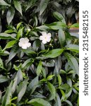 Small photo of Close up of the white pinwheel jasmine flowers. The pinwheel jasmine is a medium sized green shrub with bright white 5 star flowers and is native to India