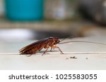 Dying Cockroach Blattodea...