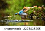 Kingfishers are a family  the...