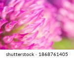 Close-up photo of a beautiful pink wild clover flower. Macro photography for background