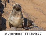 Brown Fur Seal  Arctocephalus...