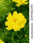 Small photo of Sulfur Cosmos, Yellow Flower from Cooch Behar Raj Bari