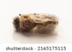 Dead bee infected with varroa...