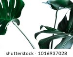 Real monstera leaves decorating for composition design.Tropical,botanical nature concepts ideas.