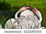 Small photo of Flamingos bicker all the time